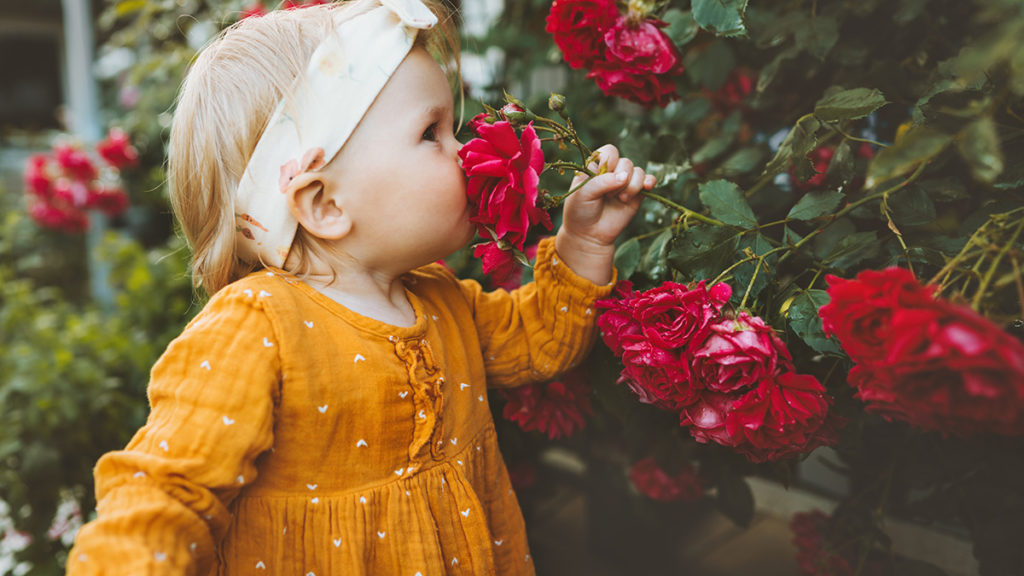 a photo of meaning of red roses with a child smelling a red rose