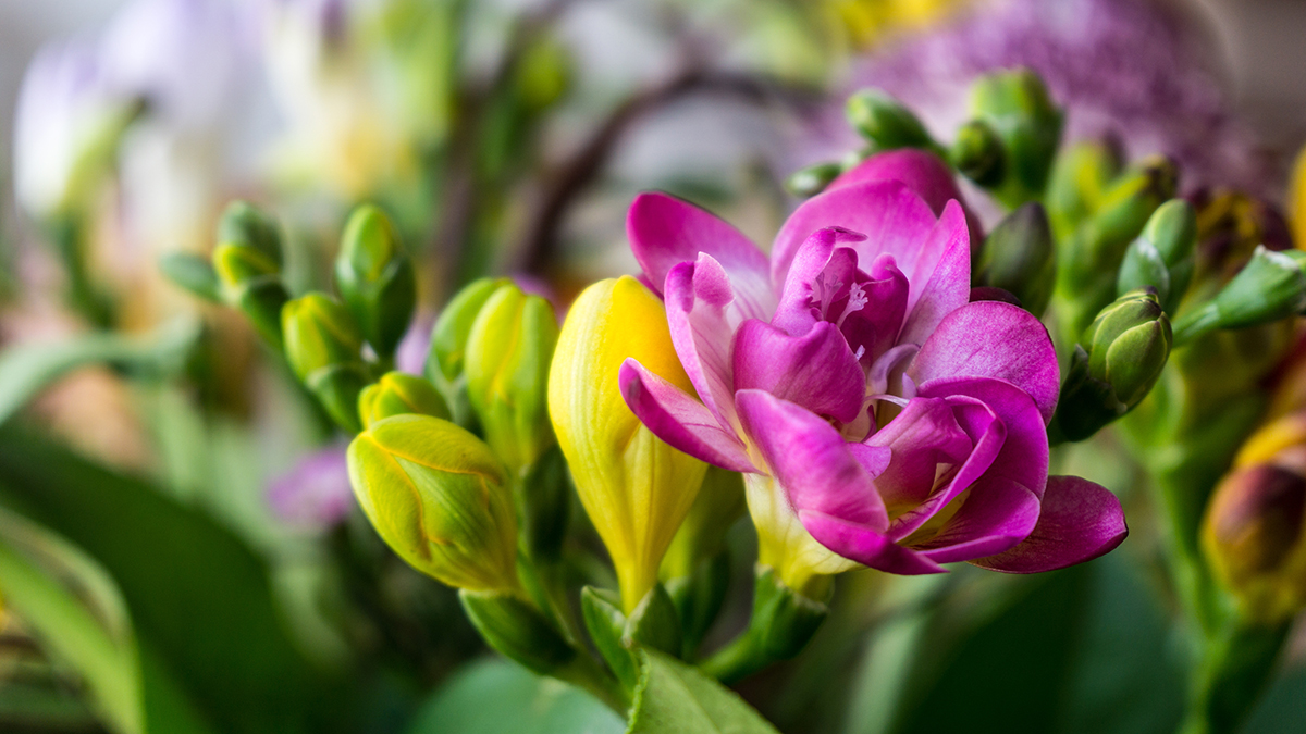 Una foto de las flores que mejor huelen con fresia creciendo en la naturaleza