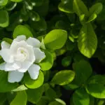 gardenia plants hero