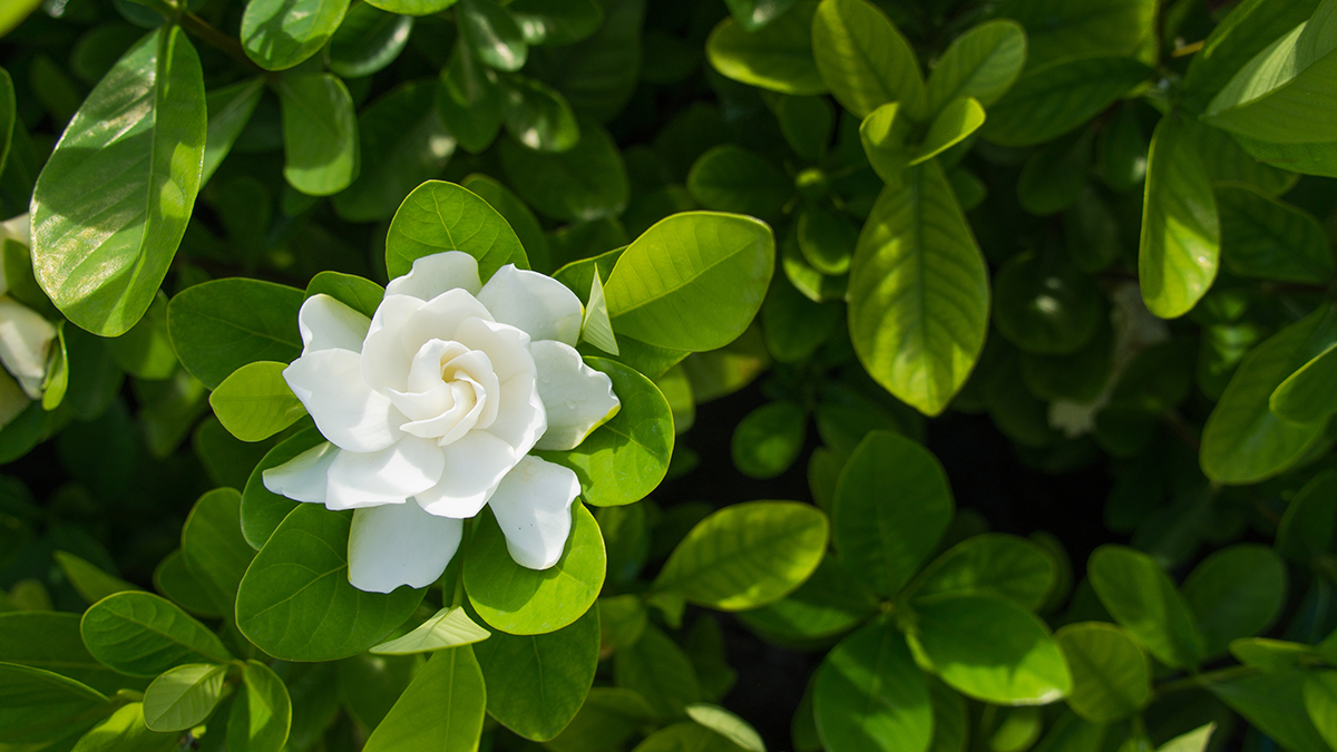 Una foto de las flores que mejor huelen con una gardenia que crece en la naturaleza