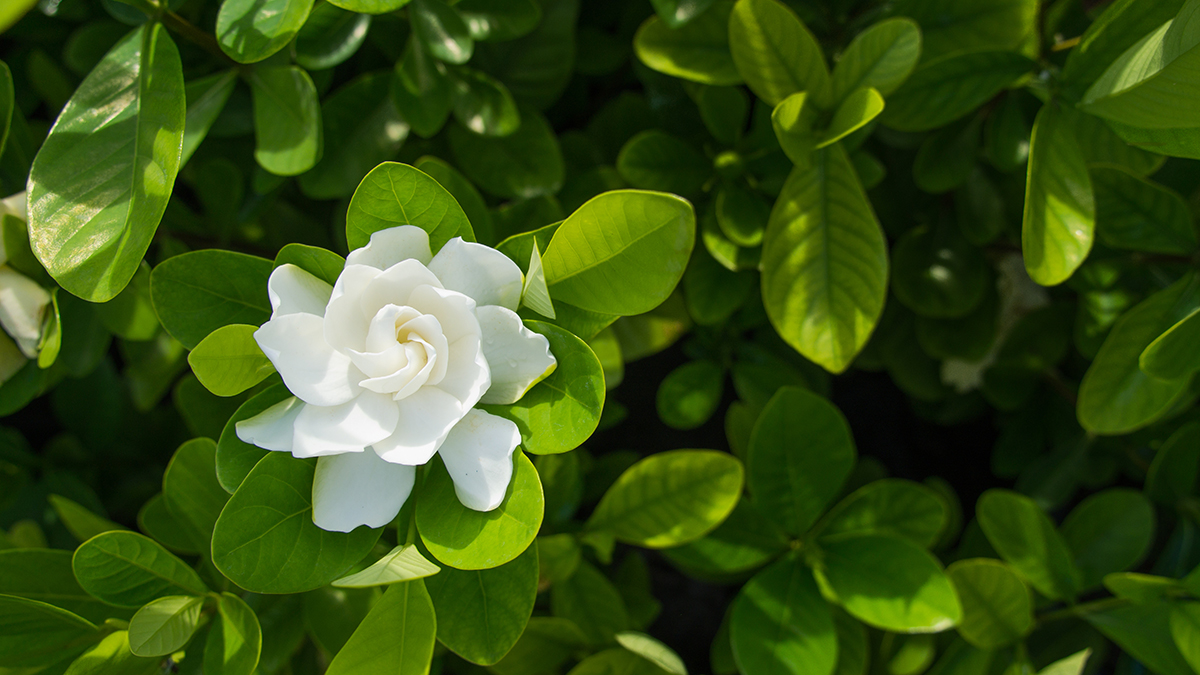 Best Smelling Flowers Fragrant