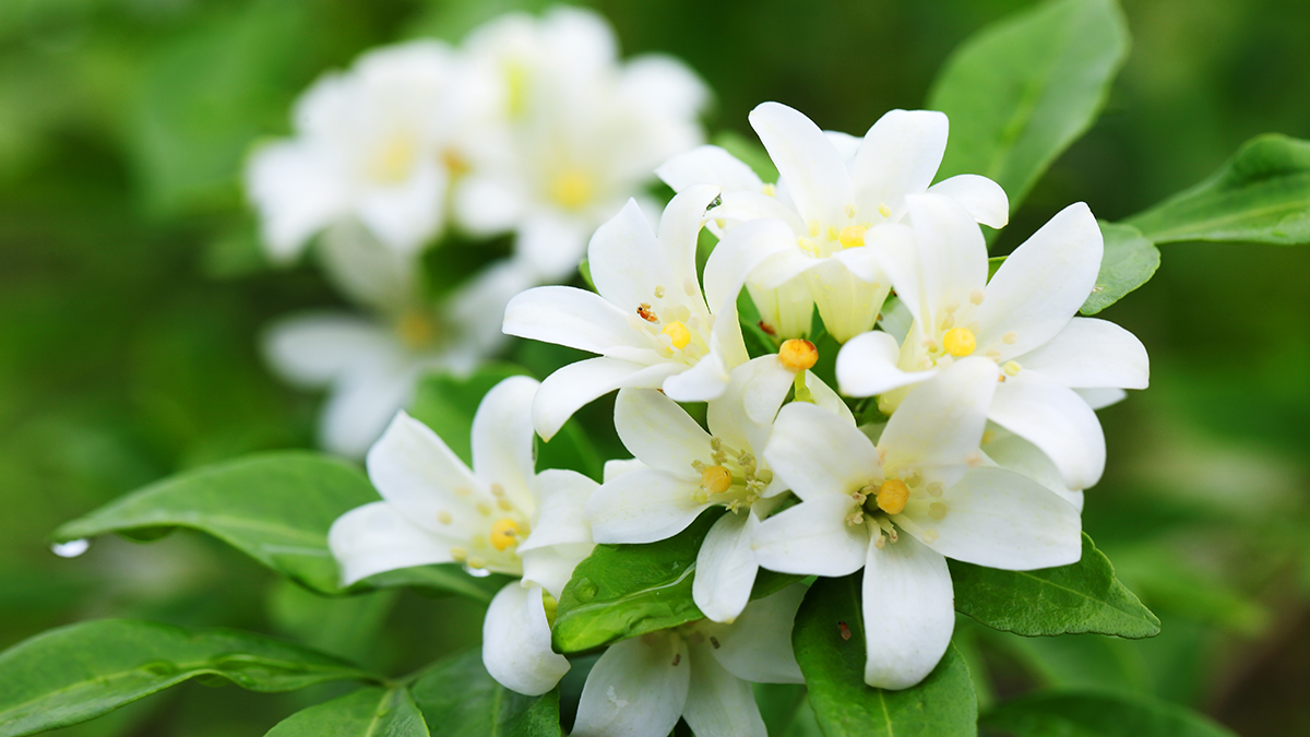 Una foto de las flores que mejor huelen con jazmín creciendo en la naturaleza