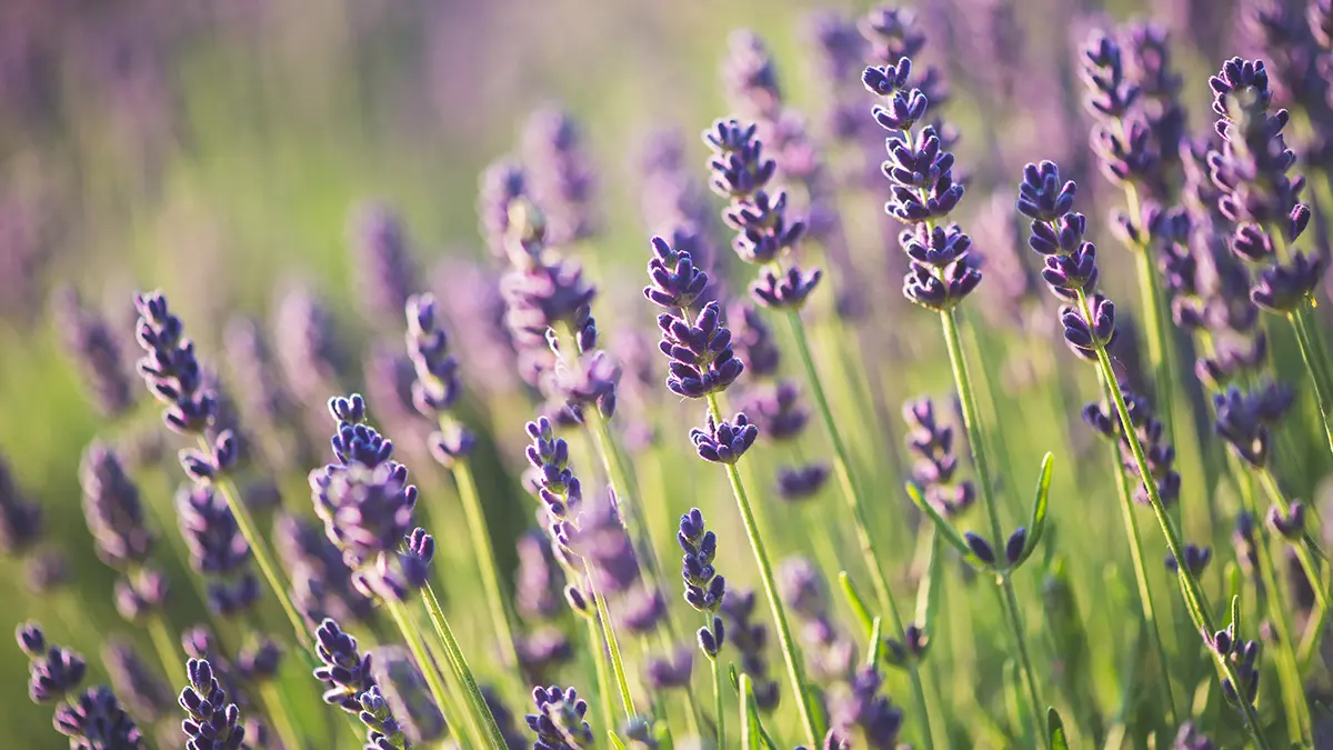 A photo of best smelling flowers with lavender growing in nature
