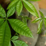 A photo of money tree leaves closeup