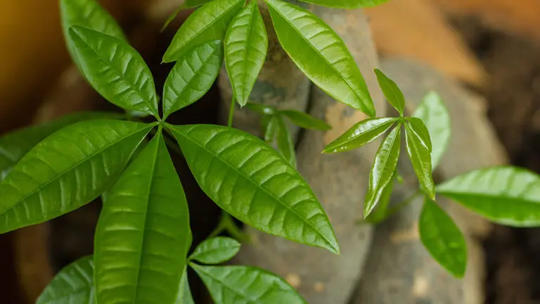 A photo of money tree leaves closeup