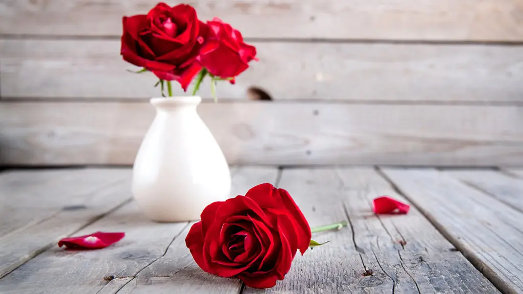 Rose Flower Meanings, Symbolism, History & Mythology