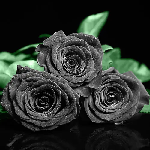 a photo of rose color meanings with a black rose
