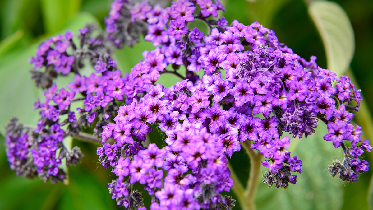 A photo of best smelling flowers with heliotrope growing in a garden