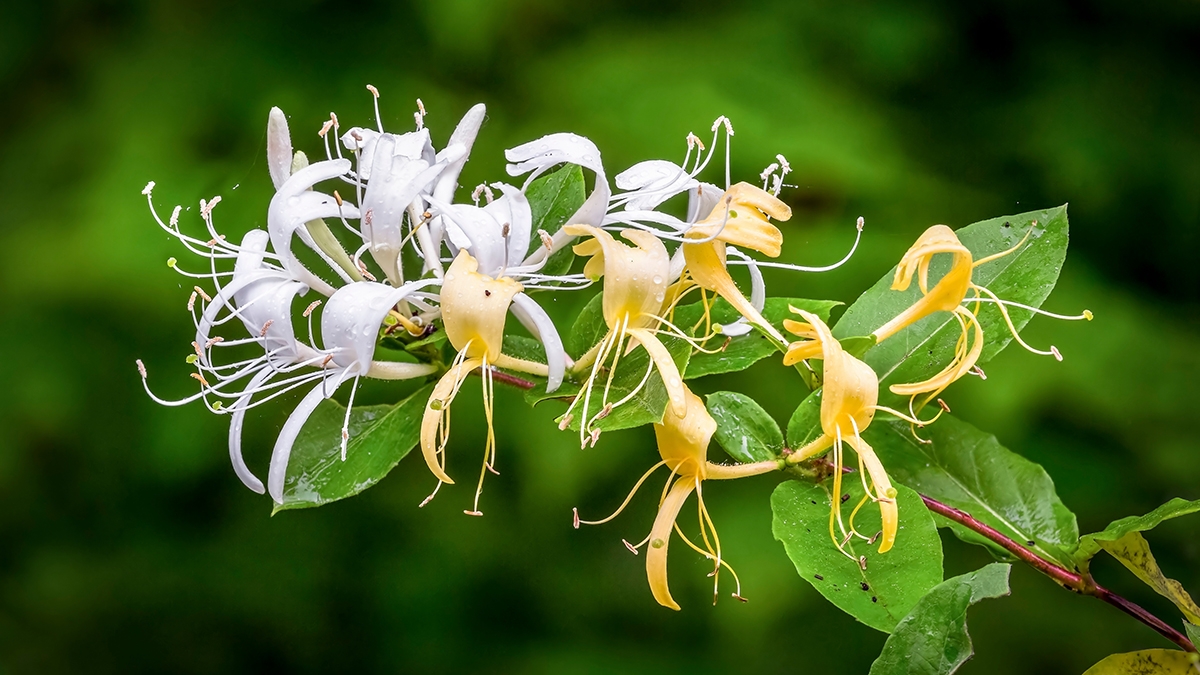 A photo of best smelling flowers with honeysuckle growing in nature
