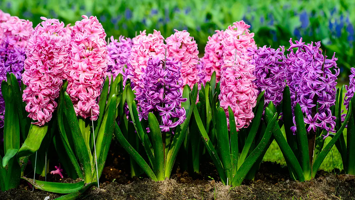 A photo of best smelling flowers with hyacinth growing in a garden