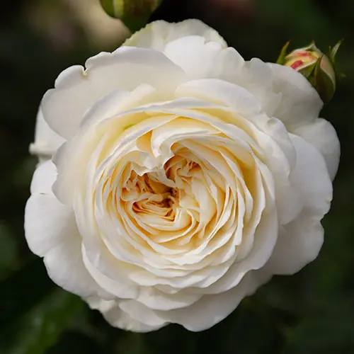 a photo of rose color meanings with an ivory rose