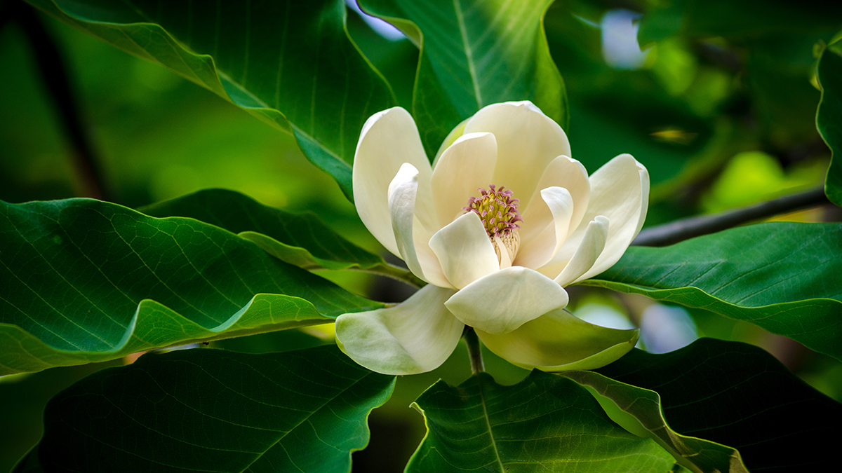 Una foto de las flores que mejor huelen con una magnolia que crece en la naturaleza.