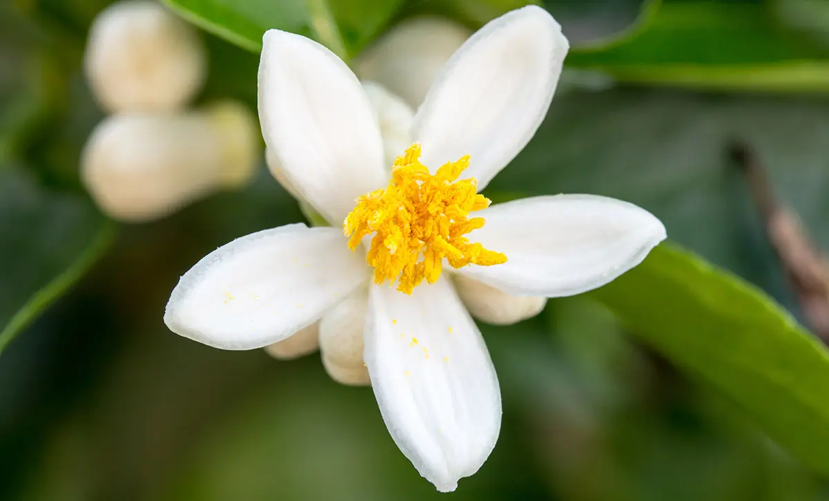 A photo of best smelling flowers with an orange blossom growing in nature