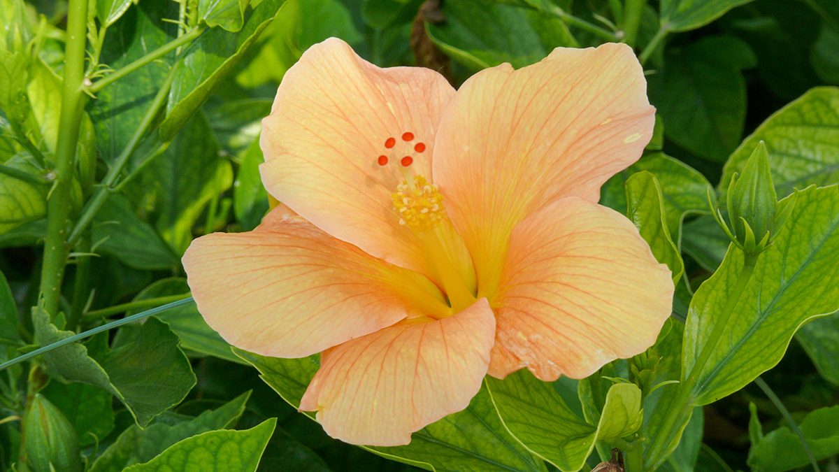Una foto de las flores que mejor huelen con un azahar que crece en la naturaleza