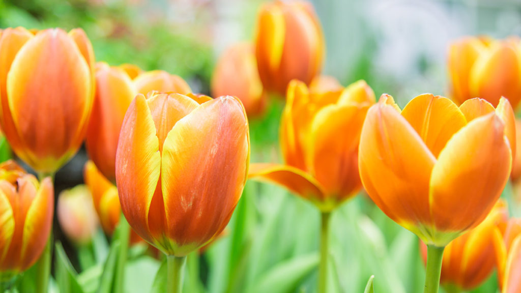 a photo of tulip color meaning with orange tulips
