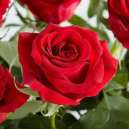a photo of rose color meanings with a red rose
