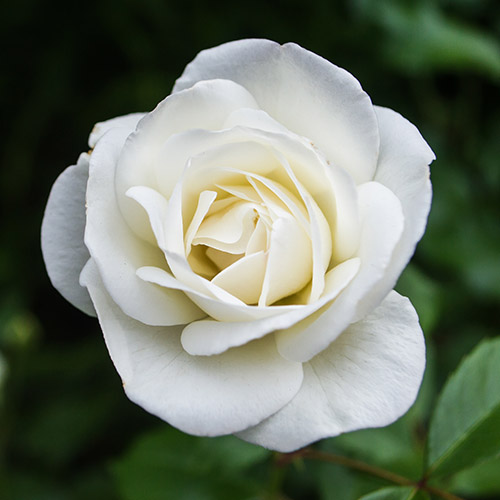 a photo of rose color meanings with a white rose