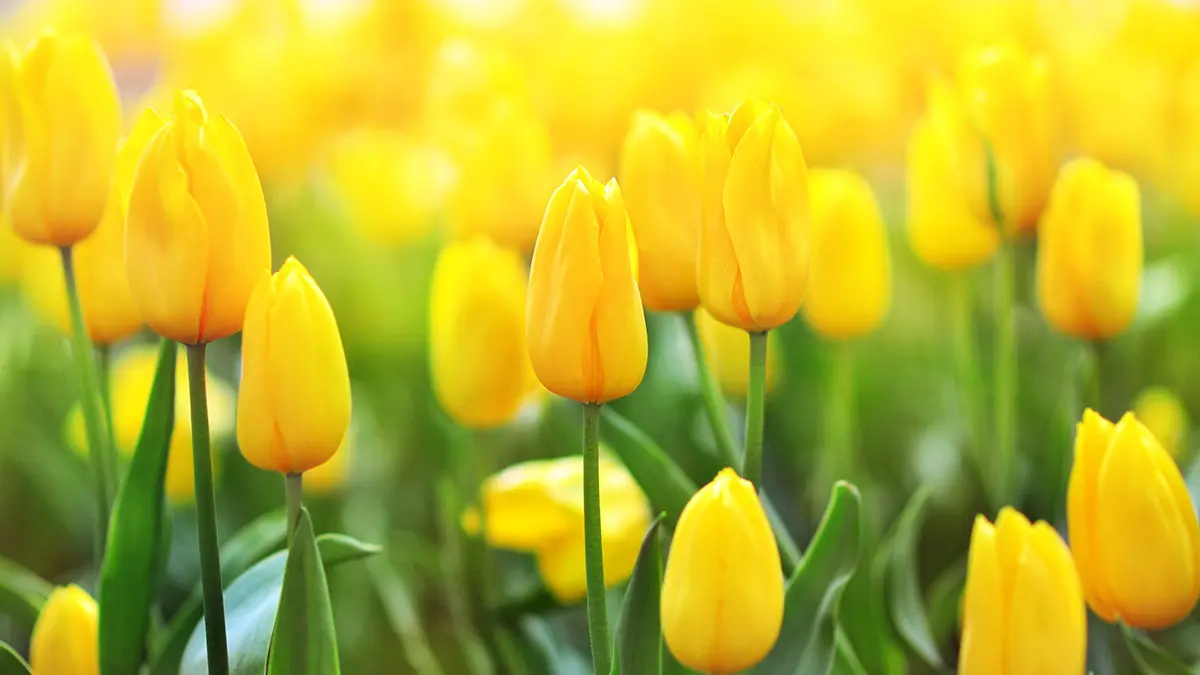 tulip color meaning with yellow tulips