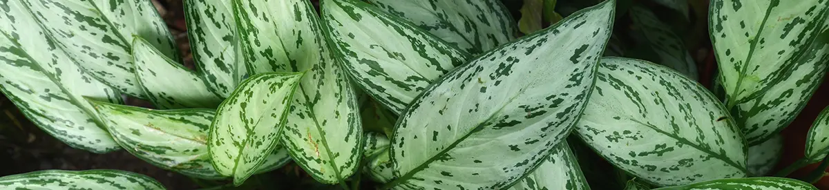 common house plants with chinese evergreen