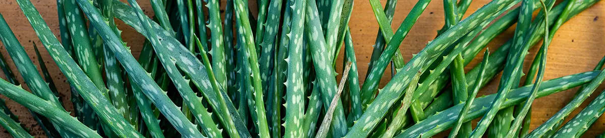 common house plants with aloe vera