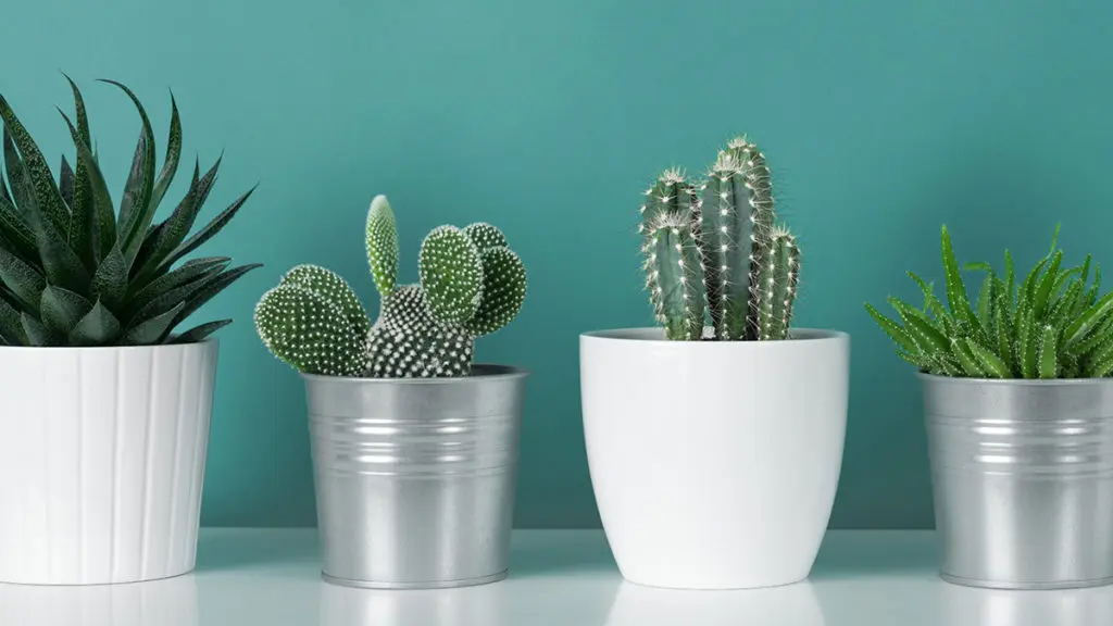 11 Most Common Houseplants