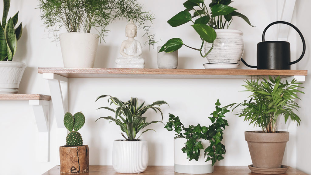 common houseplants with Stylish green plants and black watering can on wooden shelves