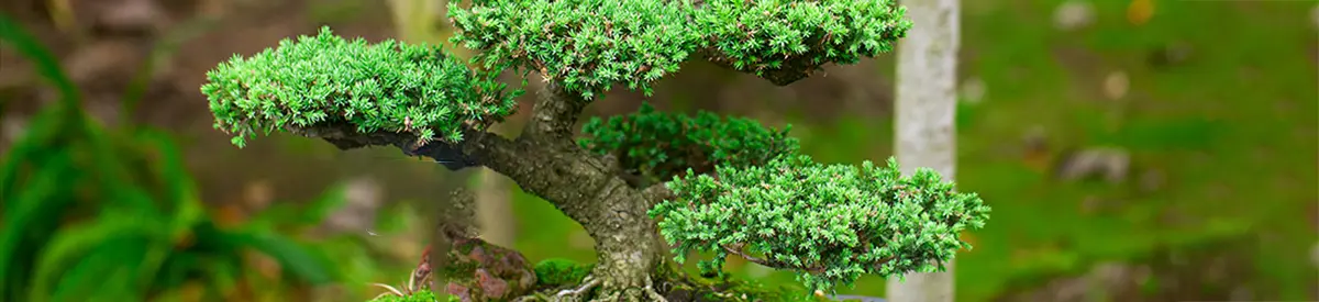 common house plants with juniper bonsai