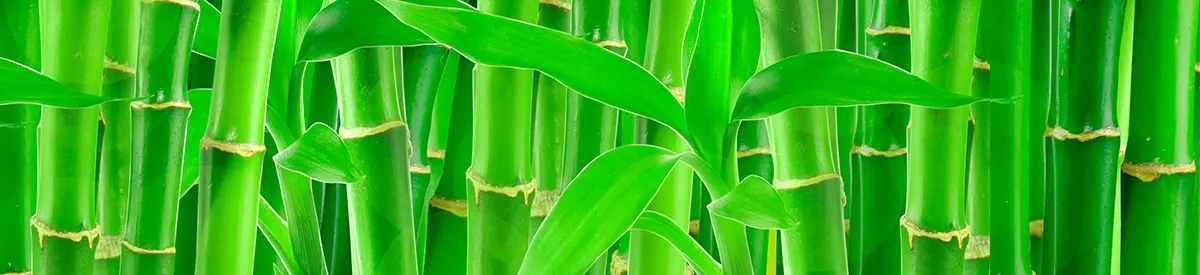 common house plants with lucky bamboo