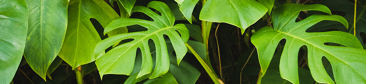 common house plants with monstera