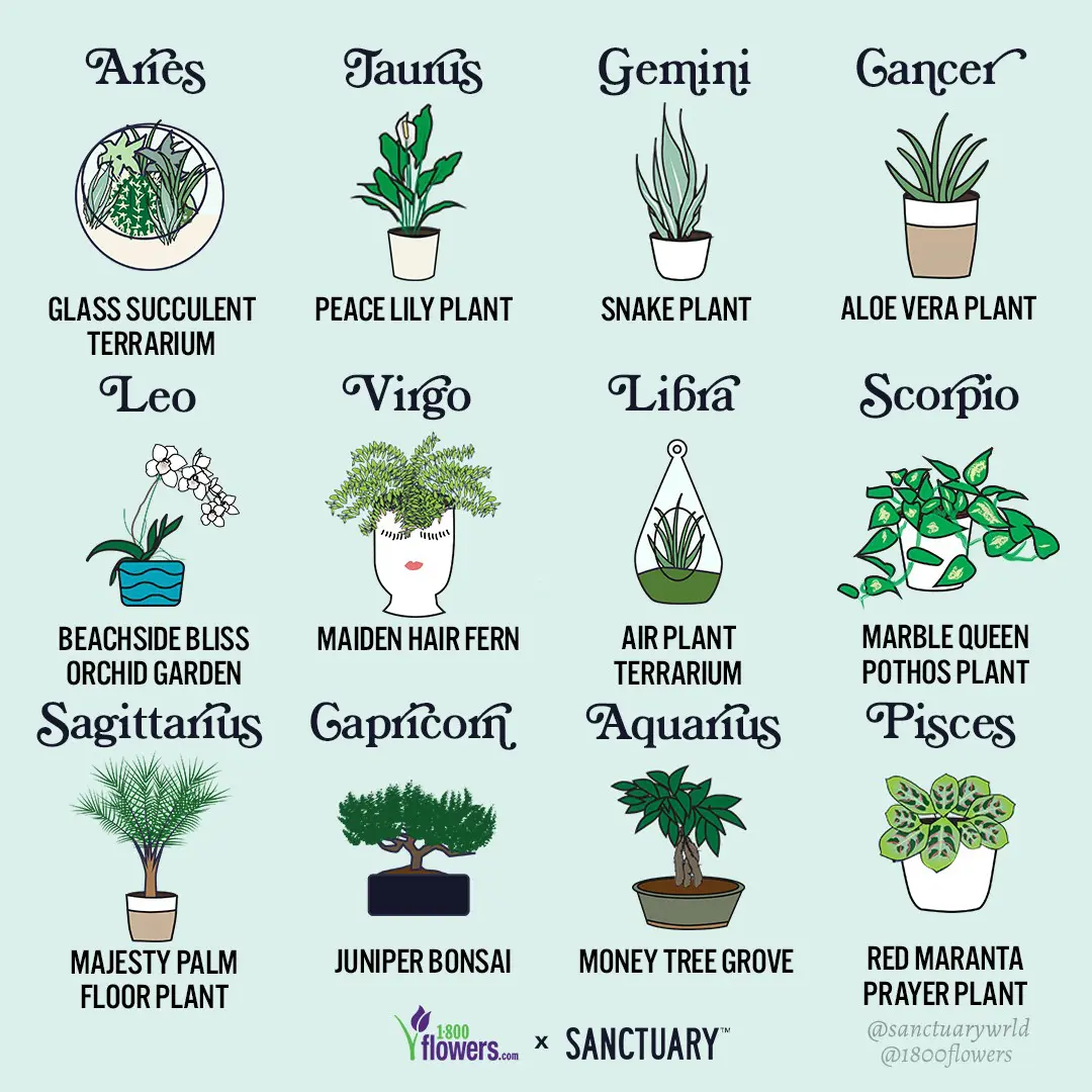 Best Zodiac Plants and Flowers
