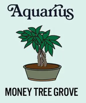 photo of zodiac plants with money tree grove for aquarius