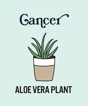 photo of zodiac plants with aloe vera plant for cancer