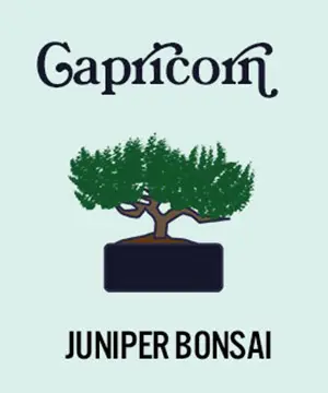 photo of zodiac plants with juniper bonsai for capricorn