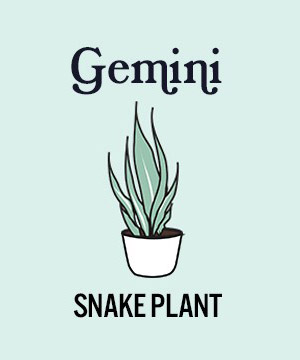 photo of zodiac plants with snake plant for gemini