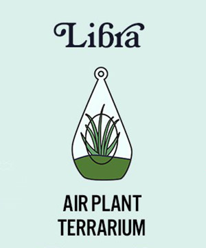 photo of zodiac plants with air plant terrarium for libra