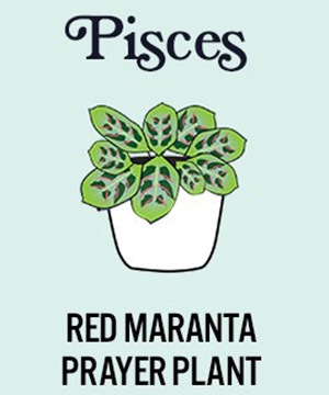 photo of zodiac plants with red maranta prayer plant for pisces