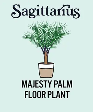 photo of zodiac plants with majesty palm floor plant for sagittarius