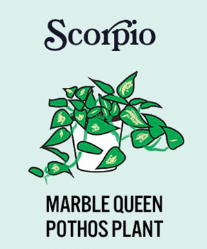 photo of zodiac plants with marble queen pothos plant for scorpio