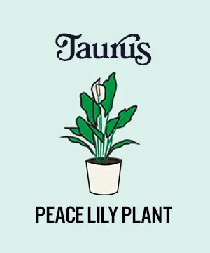 photo of zodiac plants with peace lily plant for taurus