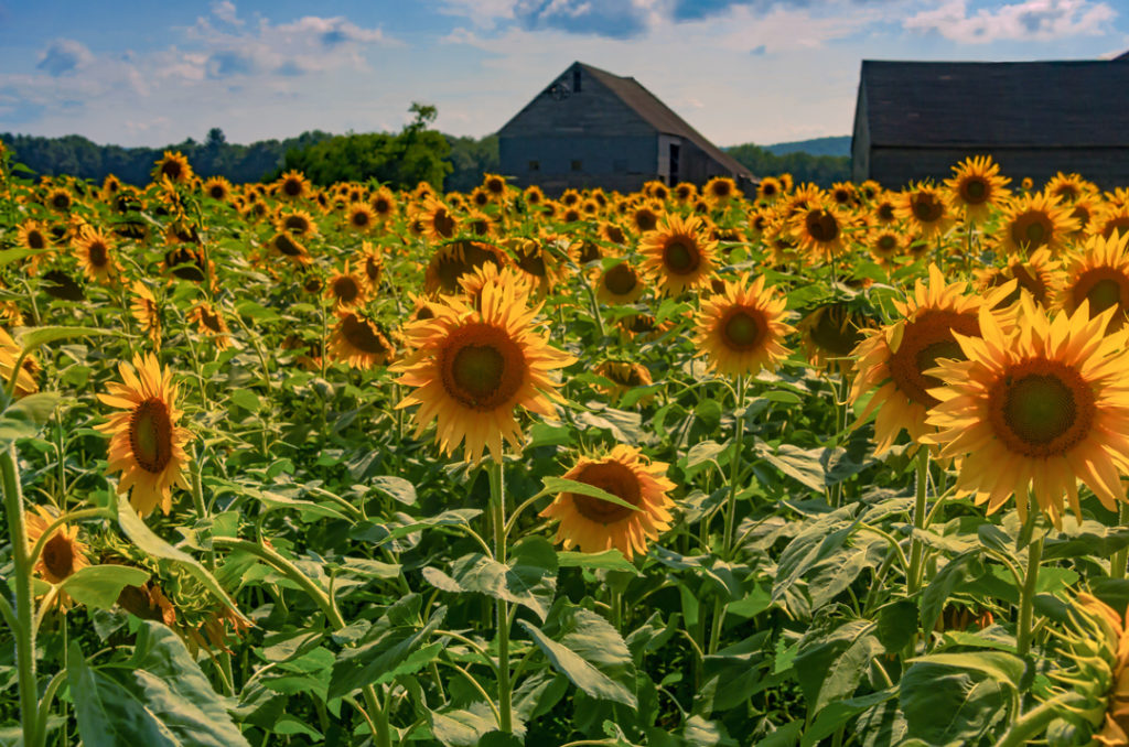 sunflower fields with buttonwood farm