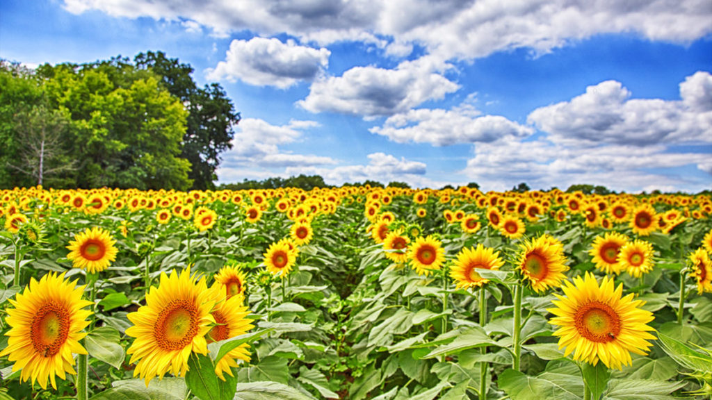 Campos de girasoles con molinos