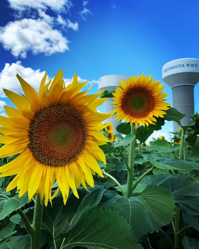 campos de girasoles con bed and breakfast hydeout