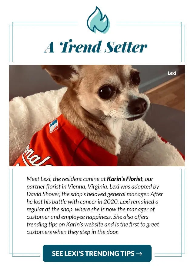 Graphic telling the story of Lexi, a florist's shop dog in Vienna, Virginia
