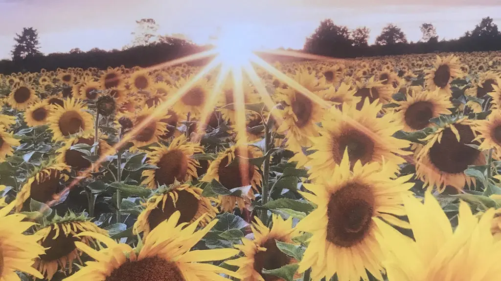 sunflower fields with schwirian farms