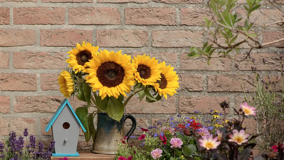 care for sunflowers with sunflowers growing in a container