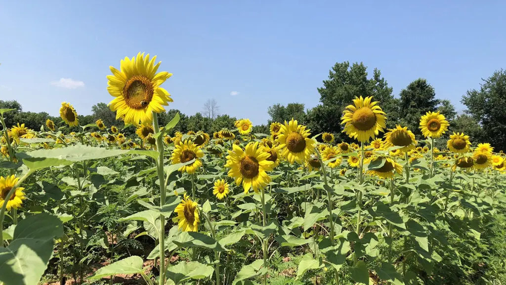 sunflower fields with McKee-Beshers Wildlife Management Area