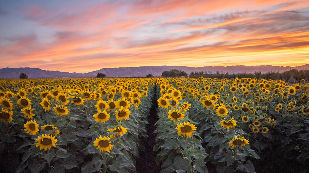 sunflower fields with turkovich wines
