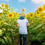 sunflower fields with Father with son on the sunflower field with father with son on the sunflower field