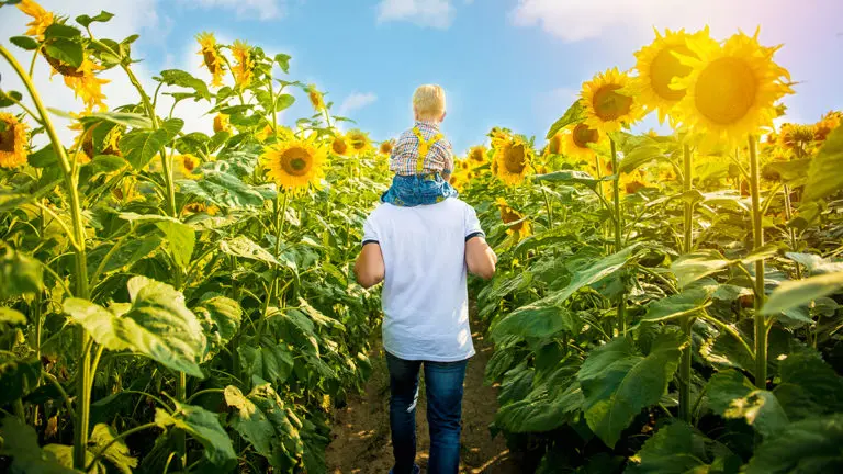 sunflower fields with Father with son on the sunflower field with father with son on the sunflower field
