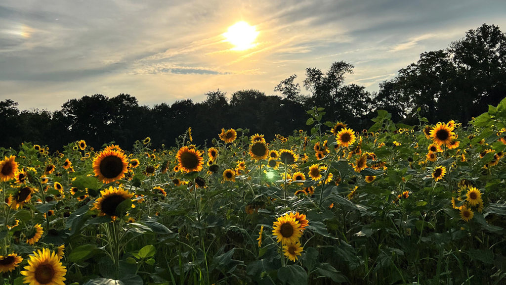sunflower fields with ward's farm